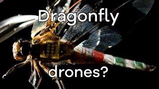 Living dragonfly drones take flight - BBC Click