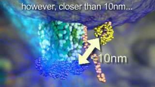 FRET - Fluorescence Resonance Energy Transfer - Dr Othon Gervasio - 3D Scientific Animation