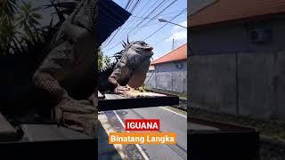 BINATANG LANGKA HEWAN LANGKA IGUANA