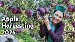 || Apple Harvesting 2024 || Kinnaur HP||