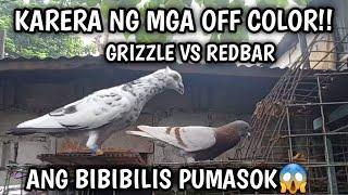 KARERA NG KALAPATI REDBAR VS GRIZZLE PABILISAN UMUWI!