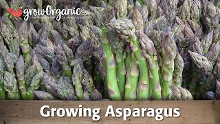 Growing Organic Asparagus From Root Crowns