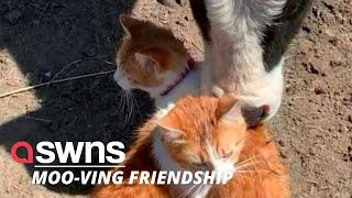 Adorable cow and a pair of cats have become the best of friends | SWNS