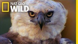 Beware The Harpy! | Peru's Wild Kingdom