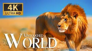 Untouched Nature World 4K  Breathtaking Wildlife Discovery with Relaxing Piano Harmony  Blissful