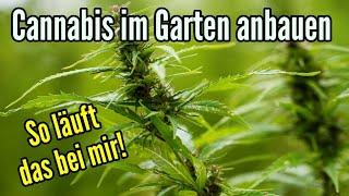 Cannabis anbauen im Garten - Wie ich das mache und meine Gründe