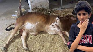 Eid se Pehle Cow ko Kiya Hogya!Nehla Di Apni Cow