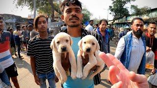 Bargaining for Pets on the Streets of Kolkata 