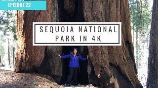 Sequoia National Park Travel Video in 4K