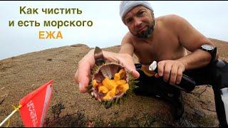 Морской еж как есть...Икра морских ежей - элексир молодости! Как ловить и разделывать морского ежа