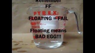 How to test if an egg is good or bad, THE TRUTH, BAD EGGS FLOAT EQUALS FAIL