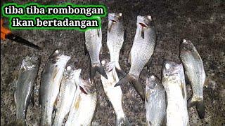 Mancing ikan, tidak di sangka ada rombongan ikan datang!!! Mancing pinggiran