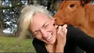 Cow won't stop licking woman's ear.