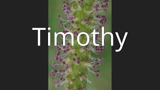 Timothy