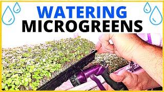 How to Water Microgreens the EASY Way