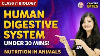 Digestion in Human Class 7 Chapter 2 | Nutrition In Animals | BYJU'S