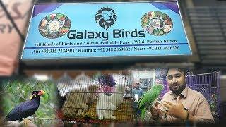 Birds Shop at DHA Karachi || Macaw Cockatoo Amazon Parrot Deer and Kittens