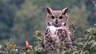 What the...!?  A near miss for the great horned owl