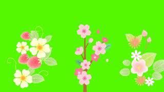 Beautiful Rose Copyright free || spring season background video effects || Rose | No copyright video