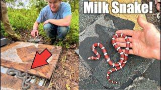 Flipping Trash in the Woods to Find Colorful Lizards and Snakes!