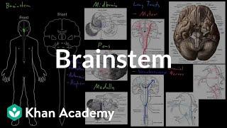 Brainstem | Organ Systems | MCAT | Khan Academy