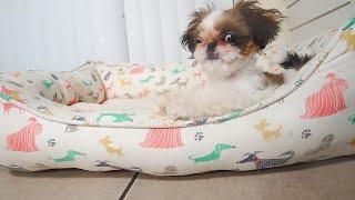 Happy Shih Tzu Puppies || TOO CUTE