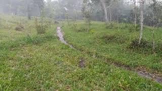 Walking in the rainy forest nature | kalikuning Yogyakarta Indonesia