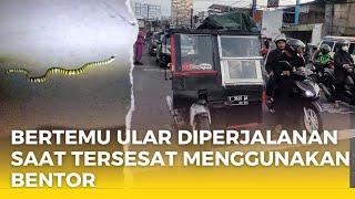 BERTEMU ULAR DI PERJALANAN SAAT TERSESAT MENGGUNAKAN BENTOR