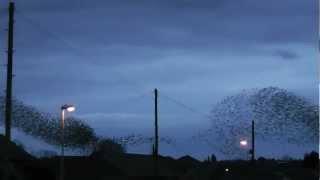 Amazing flock of birds *HD*