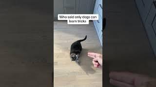 Cat Plays Dead When Woman Pretends to Shoot Her - 1530435