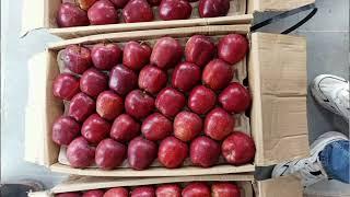 Today's Panchkula Mandi Apple Rate | Shimla Apple Rate | Himalayanfarming | Live Update