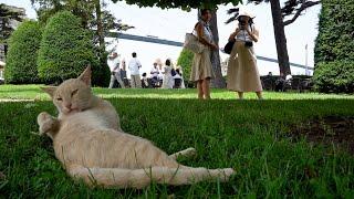 cool cats of istanbul (not constantinople)