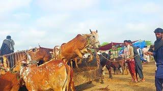 National Milking Caw Best jump Unloading//Msa cattle life