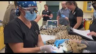 Tiger and Cheetah Root Canals - Cincinnati Zoo