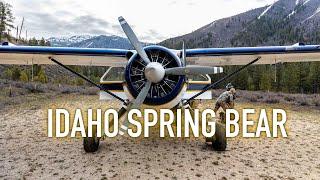 Idaho Spring Bear Hunt 2022