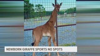 One-of-a-kind giraffe born with no spots at Tennessee zoo