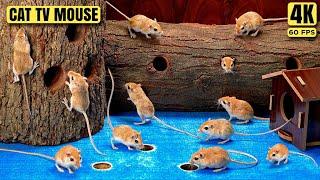 Cat TV Mouse - Ultimate Mouse Maze Mania! Watch Cats Go Crazy for Treats - Dog TV -4k UHD 60FPS