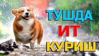 Туш табири - Тушда Ит куриш