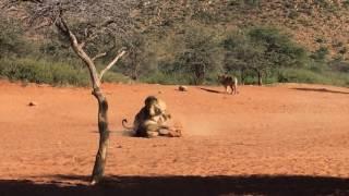 Male Lions Fighting Over Lioness