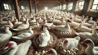 How to Raise Millions of Muscovy Ducks for Egg Production - Poultry Farming.