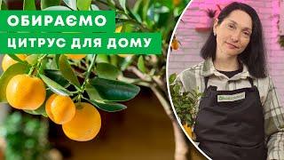 ЦИТРУСИ В ГОРЩИКАХ | Все про вирощування цитрусових вдома | Agro-Market.ua