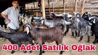 Satılık Oğlak Tam 400 Adet - 2025 Kurbanlık Oğlak Satışları Başladı !