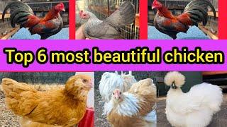 Top 6 most beautiful chickens | buff Ameraucana chicken | black Polish chicken | American silkie