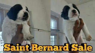 saint bernard puppies for sale || sahil berwer ||