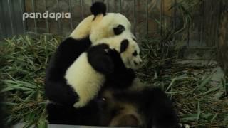 Panda mum holds her cub in arms