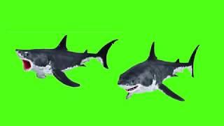 green screen video || chroma key || green screen video || #whale #fish || the whale fish #two #2 two
