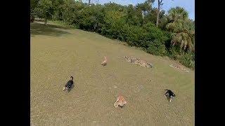 Dogs chasing drone