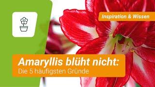 5 Gründe, warum die Amaryllis nicht blüht