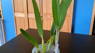 #Carecollab - Cattleya purpurata - Water Culture