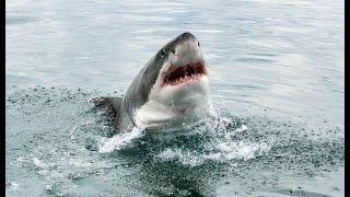Great White Shark encounter